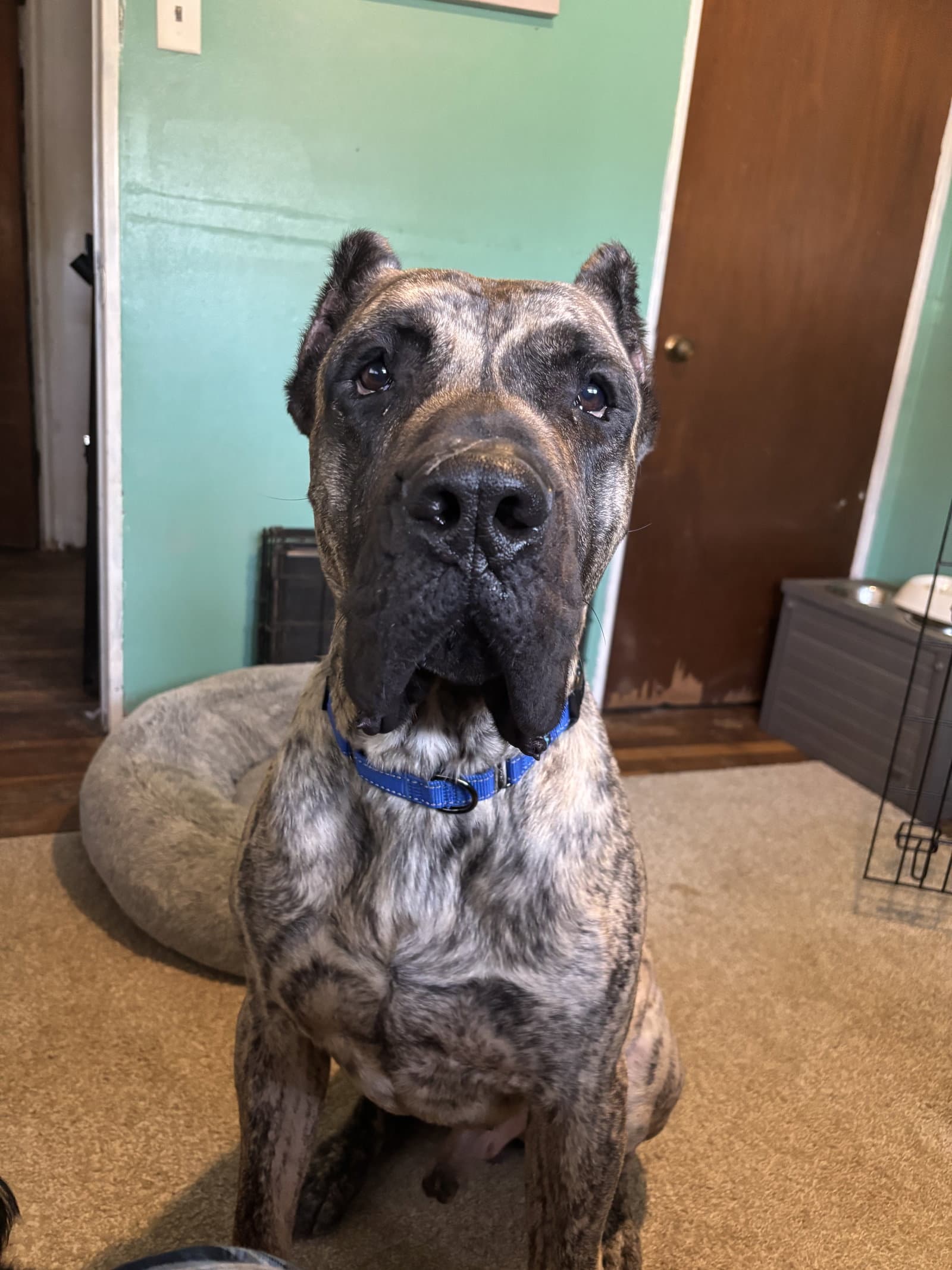 Ramsey - Presa Canario