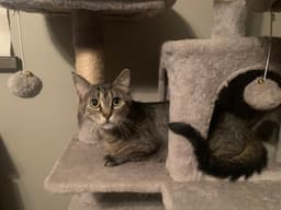 Maggie image 3