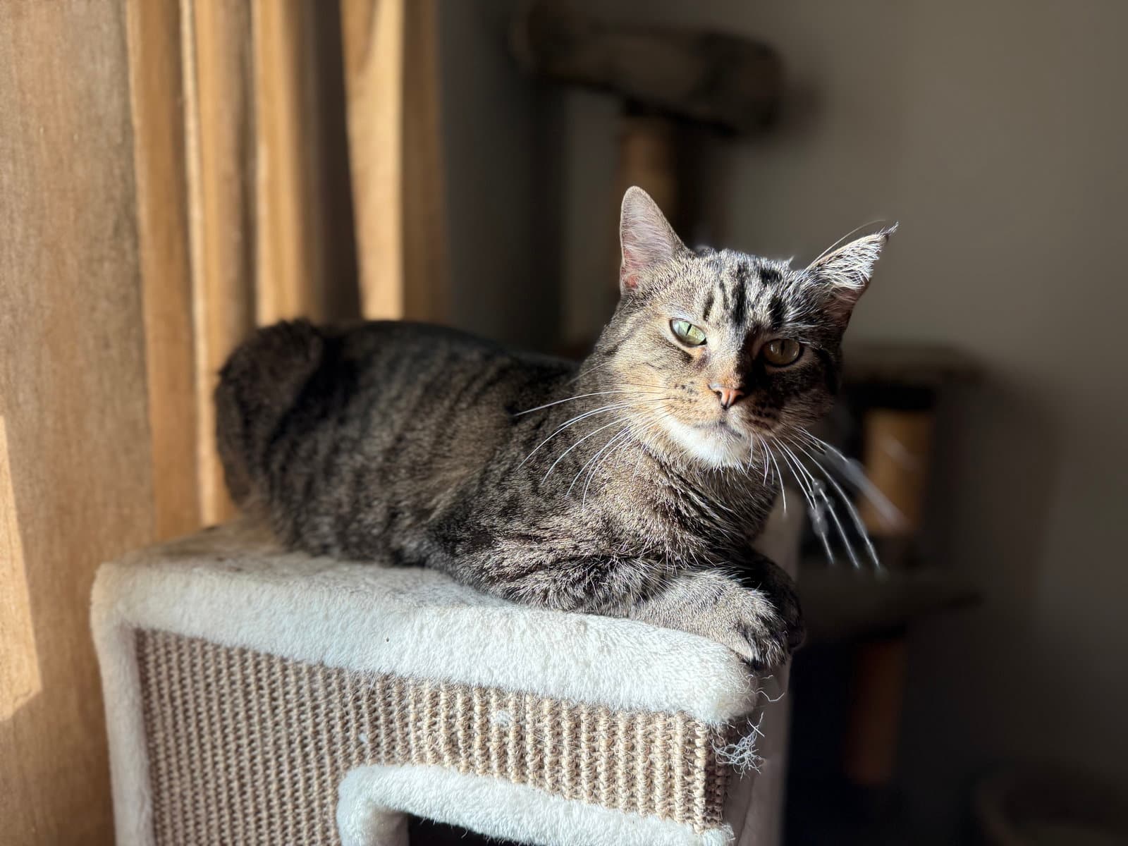 Maggie - Tabby