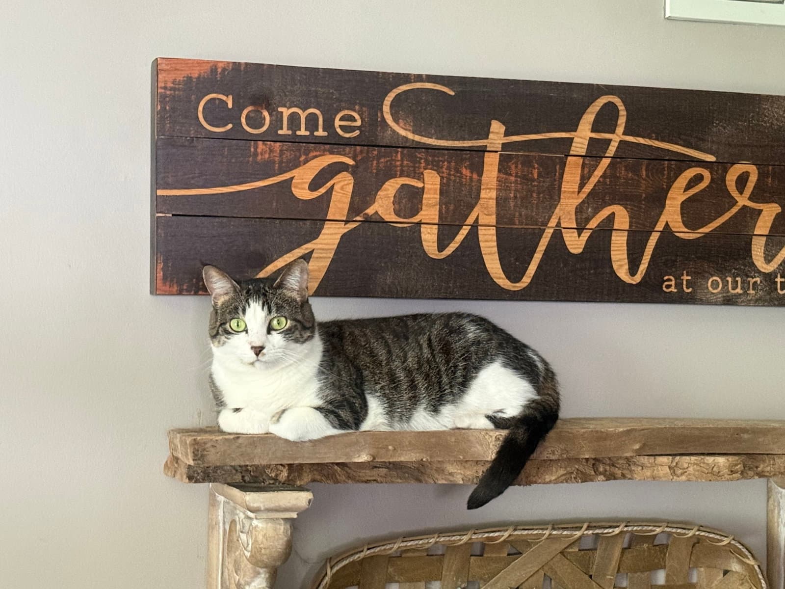 Betty - Domestic Short Hair