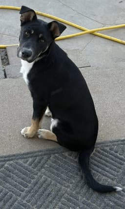 Bodhi image 1