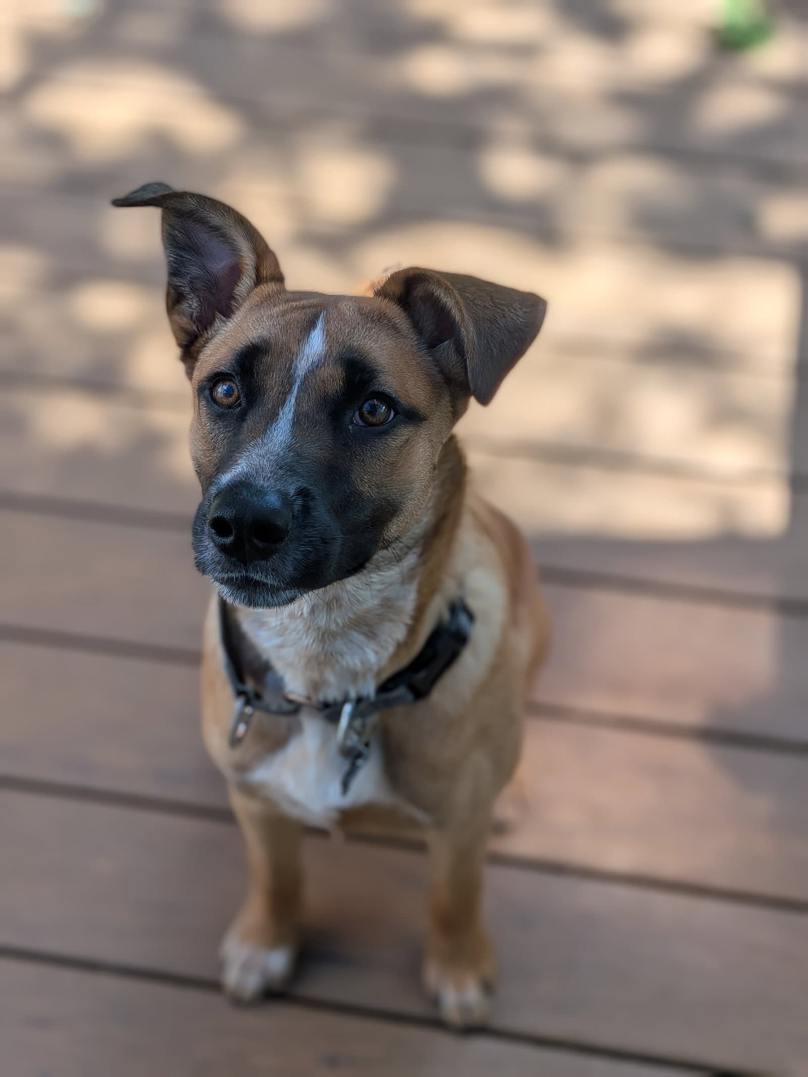 Kora - Belgian Shepherd Malinois