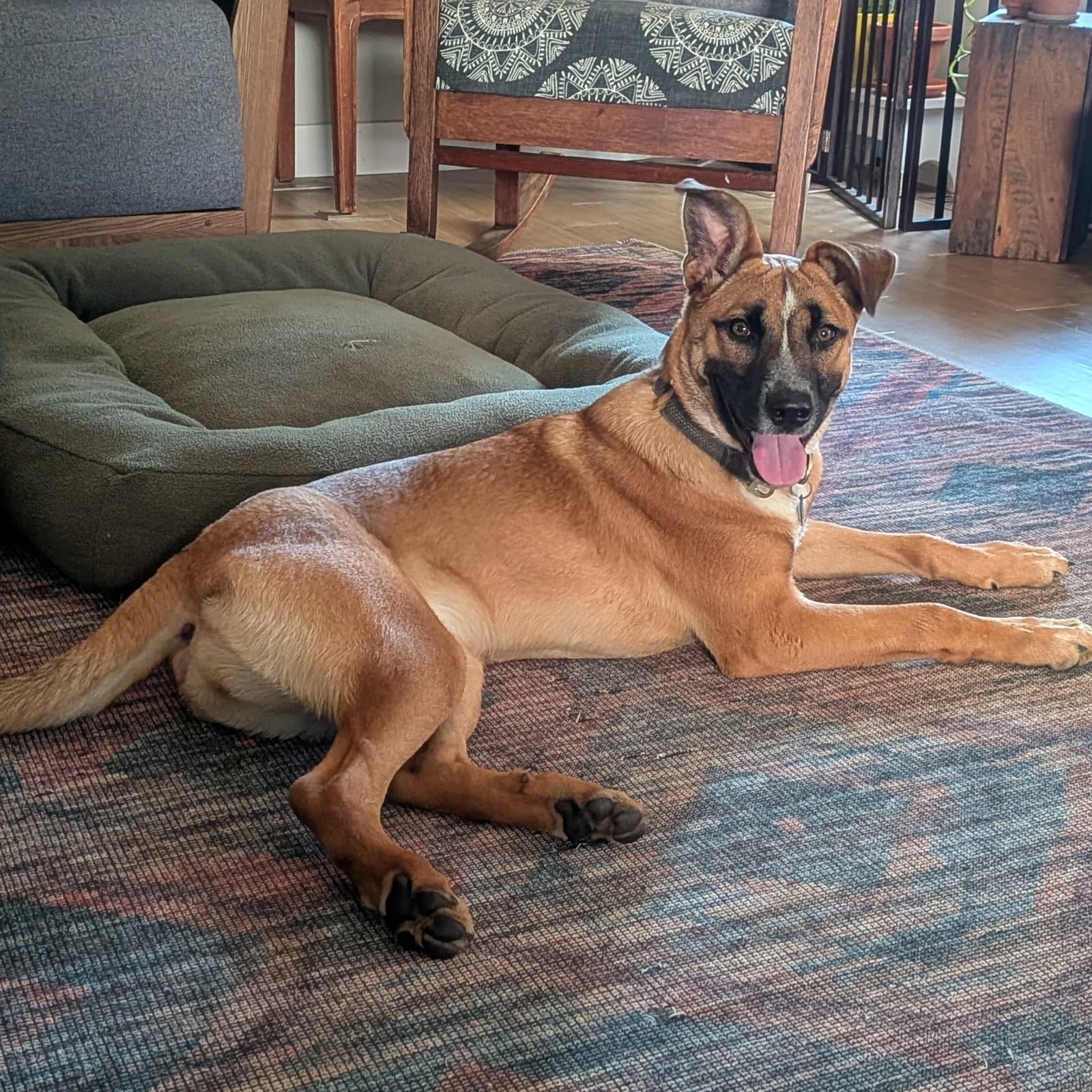 Kora - Belgian Shepherd Malinois