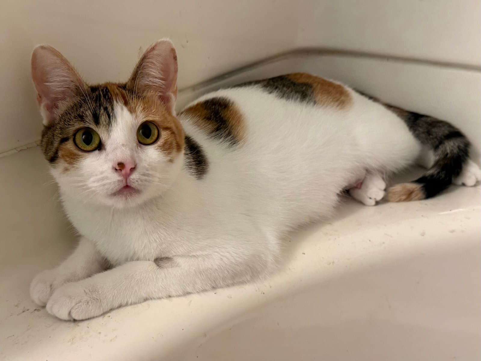 Valentine - Calico
