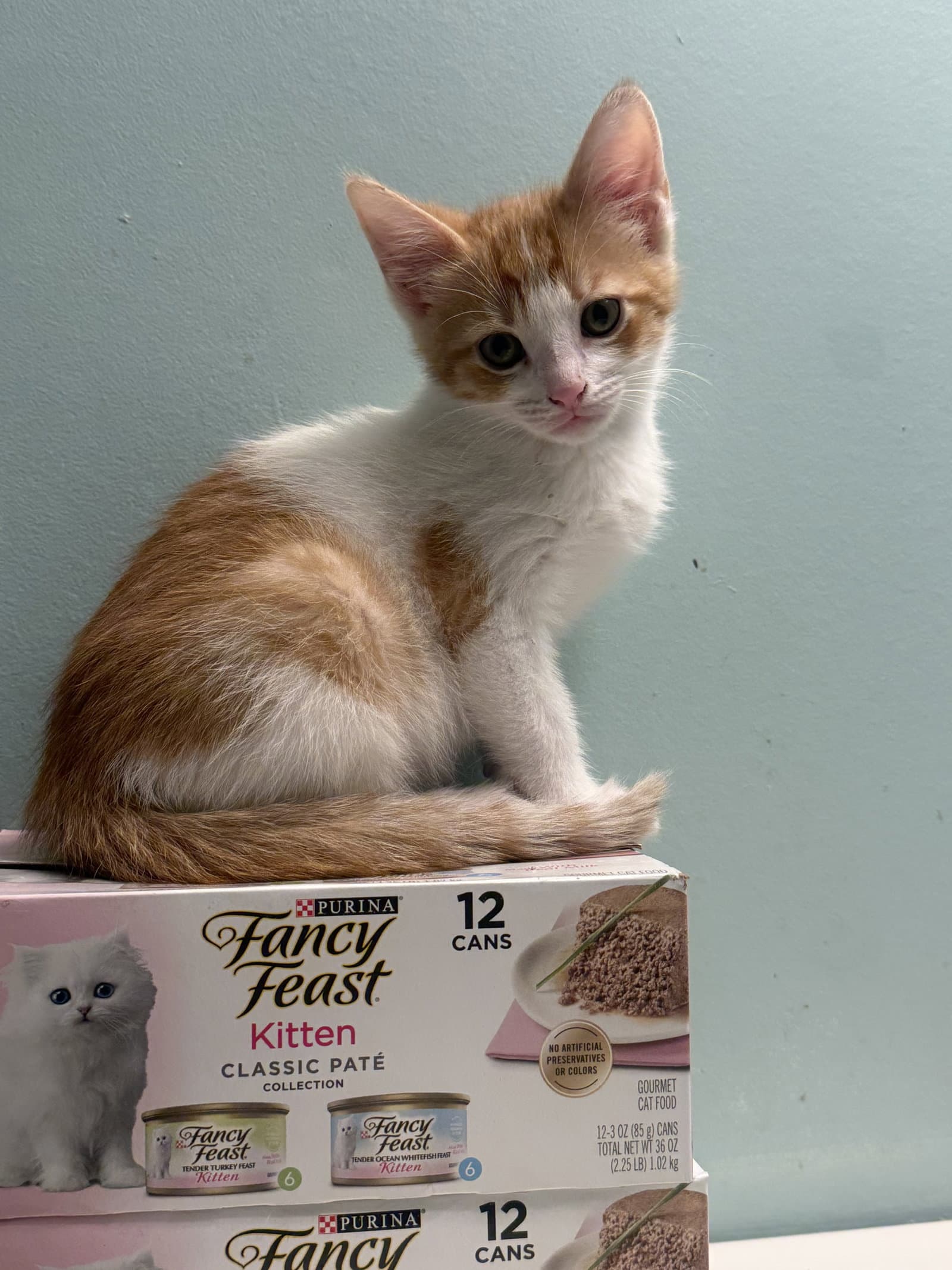 Van - Tabby