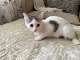 Lexy image 1