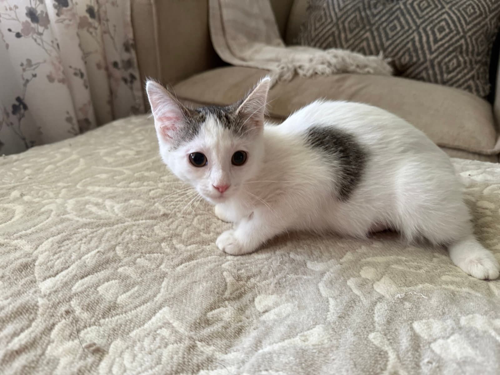Lexy - Domestic Short Hair