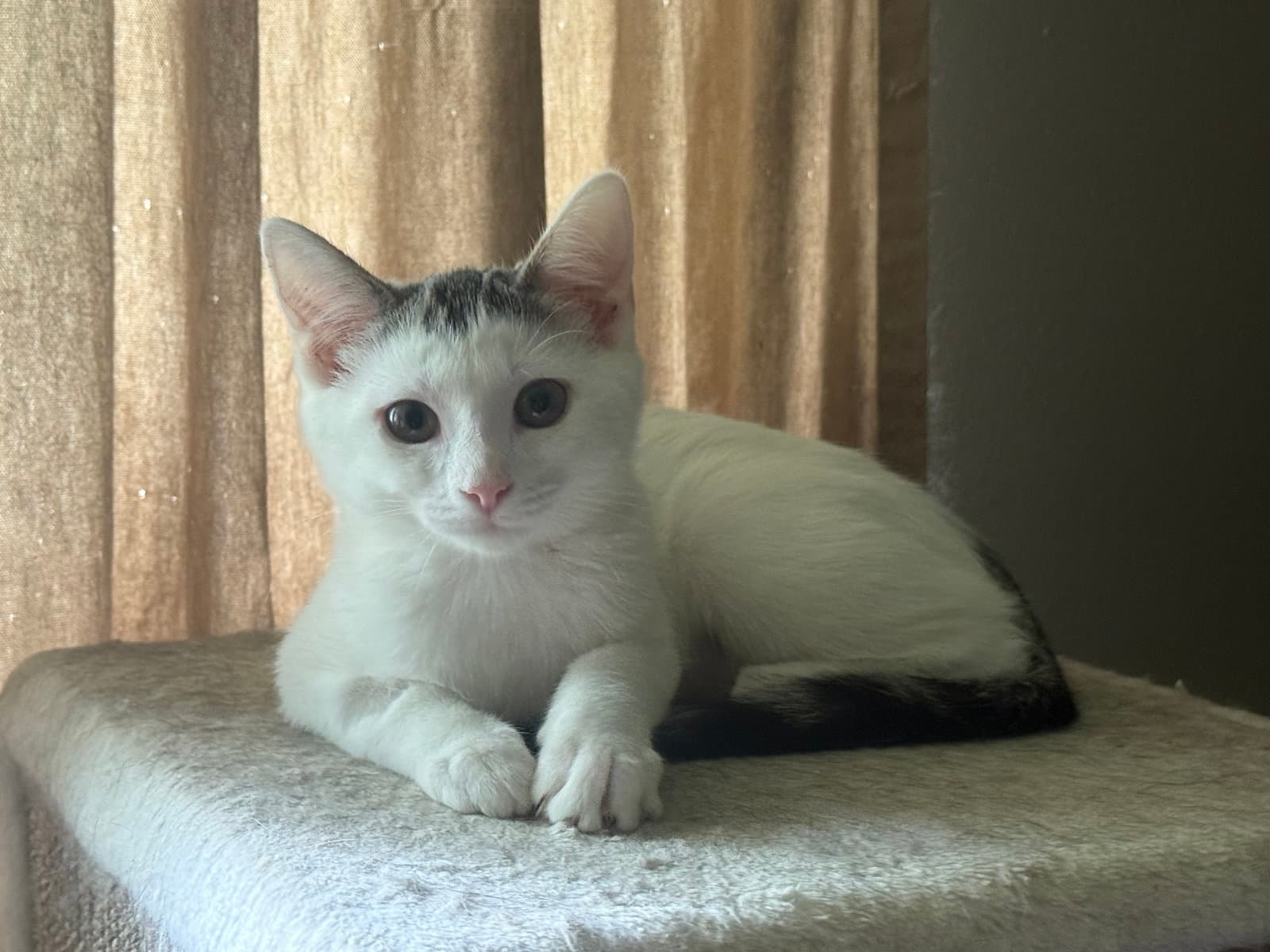 Lizzie - Domestic Short Hair