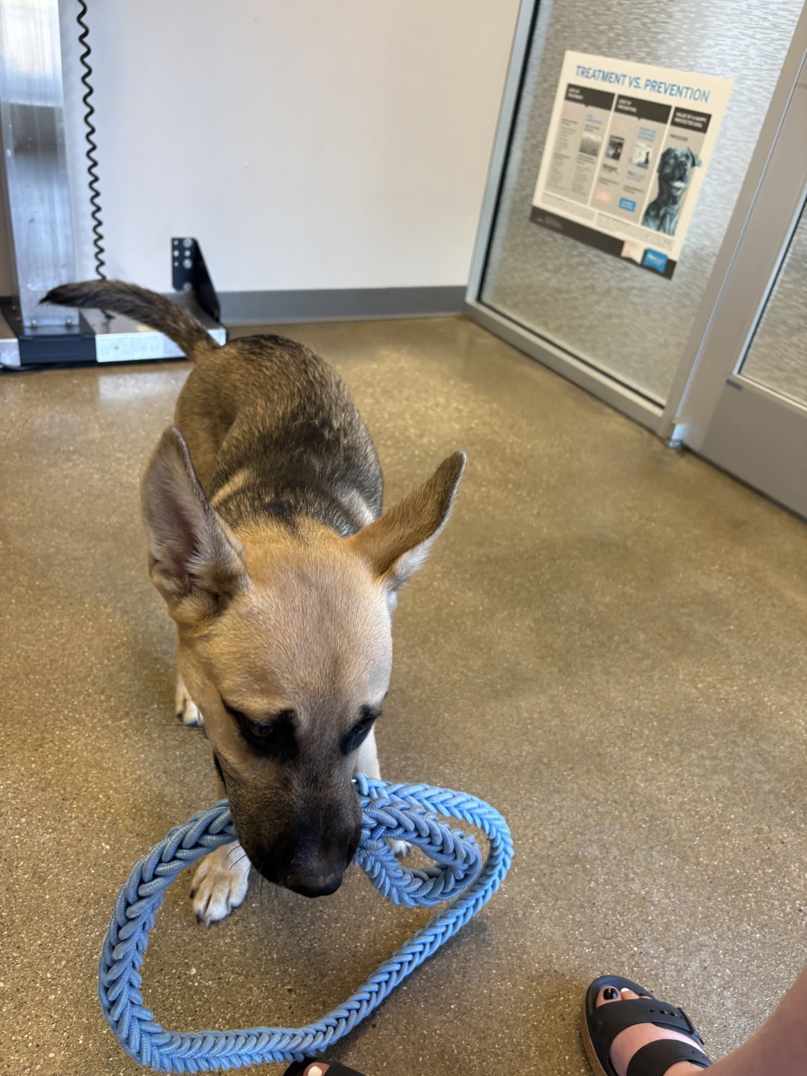 Scout - German Shepherd Dog