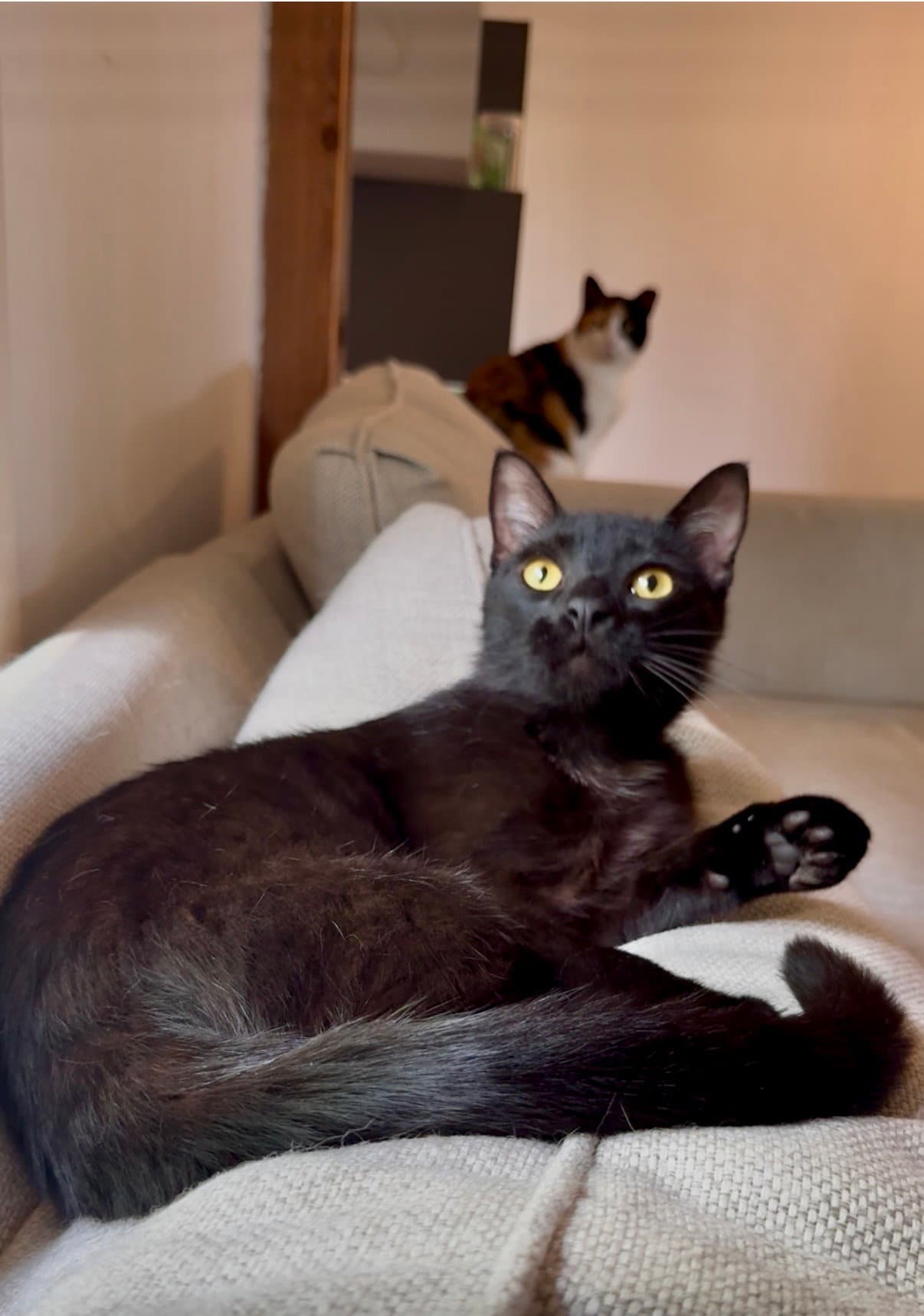 Crow - Domestic Short Hair