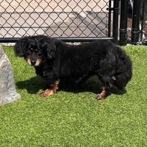 Bandit And Basque Senior Bonded Pair - Dachshund
