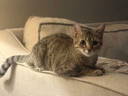 Susan image 1