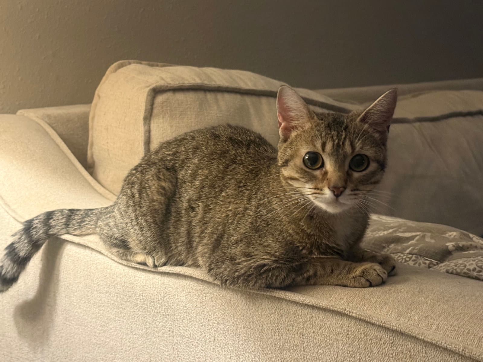 Susan - Domestic Short Hair