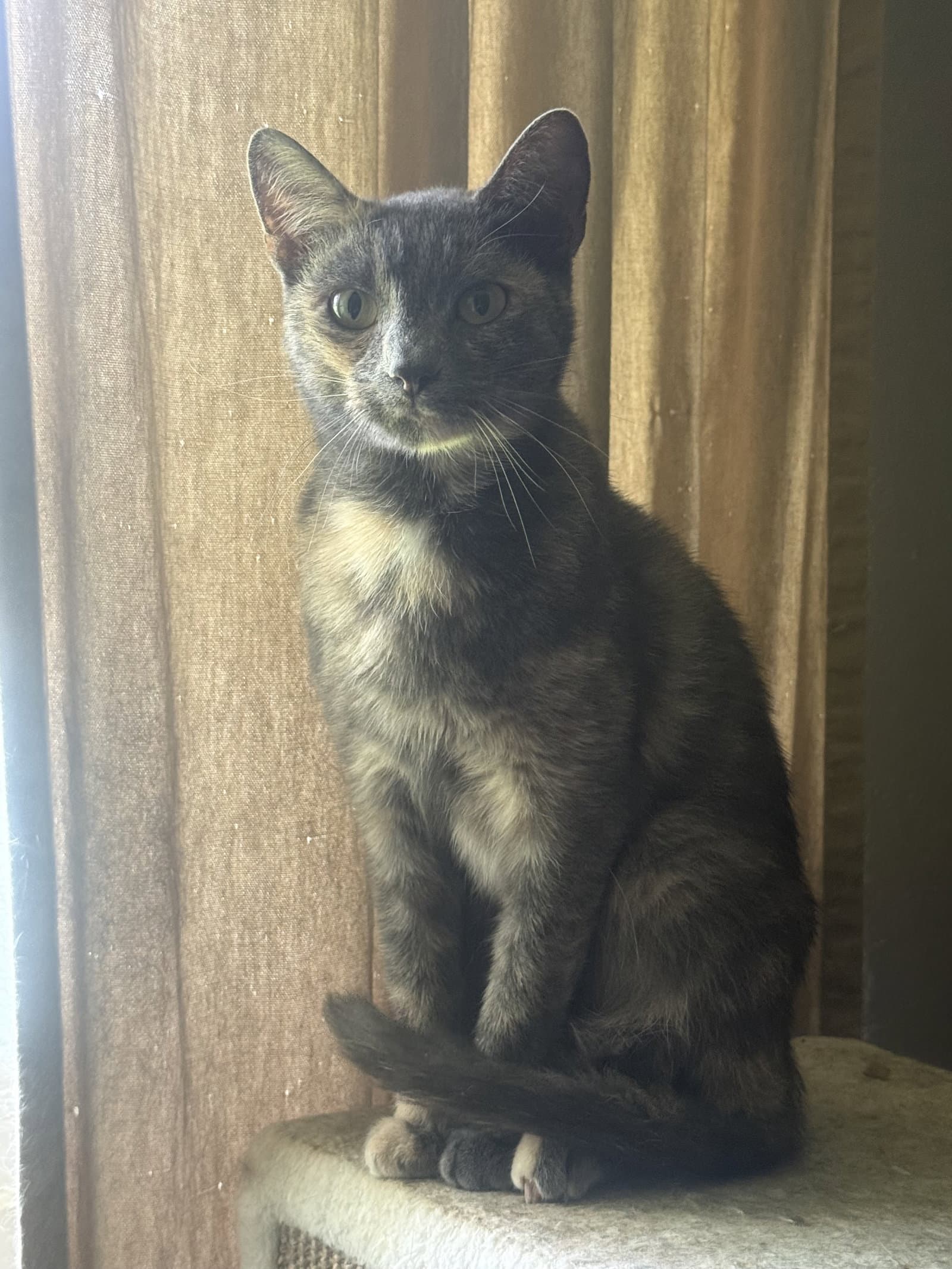 Miss Kitty Boo Boo - Tortoiseshell