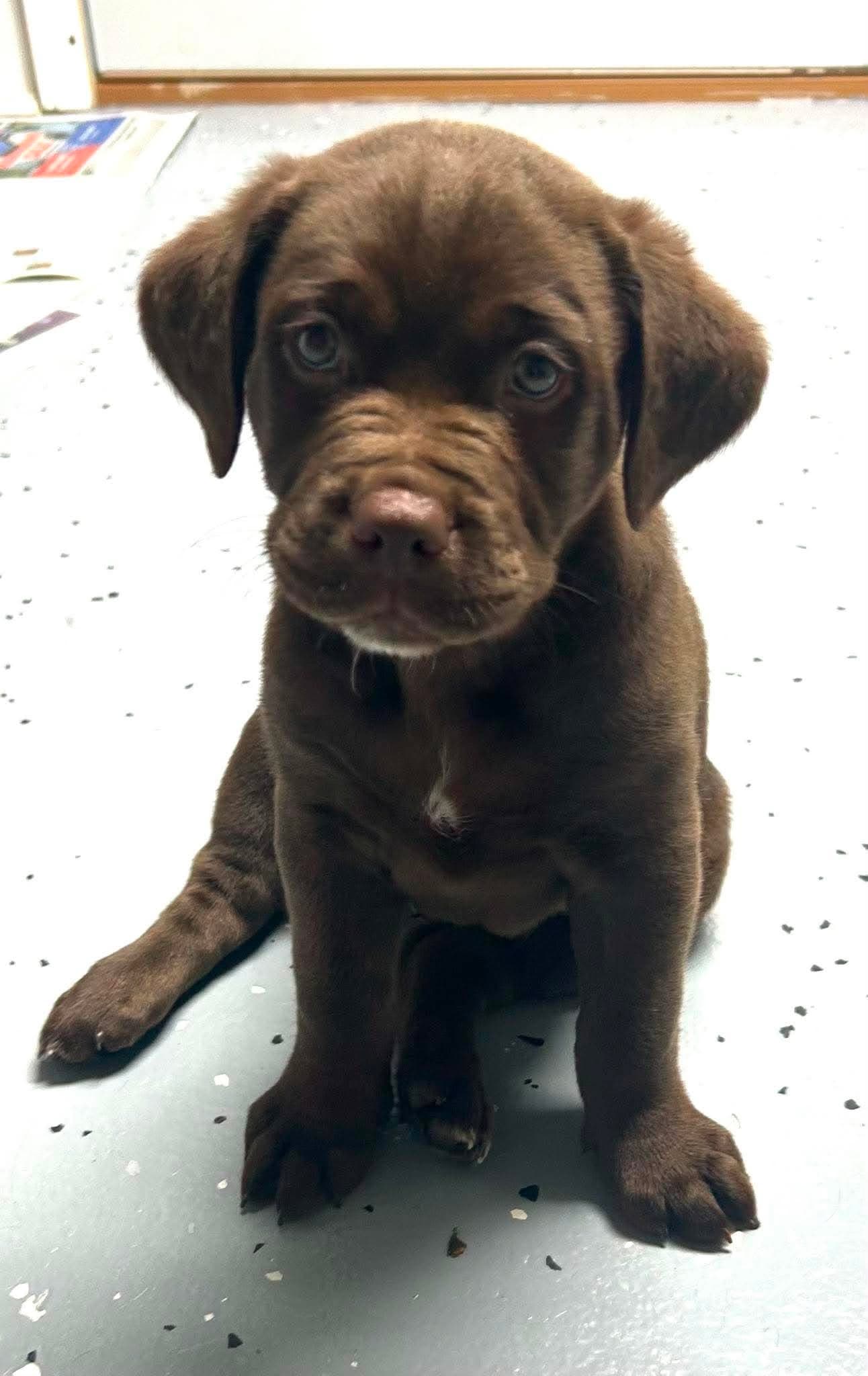 Gumbo - Labrador Retriever