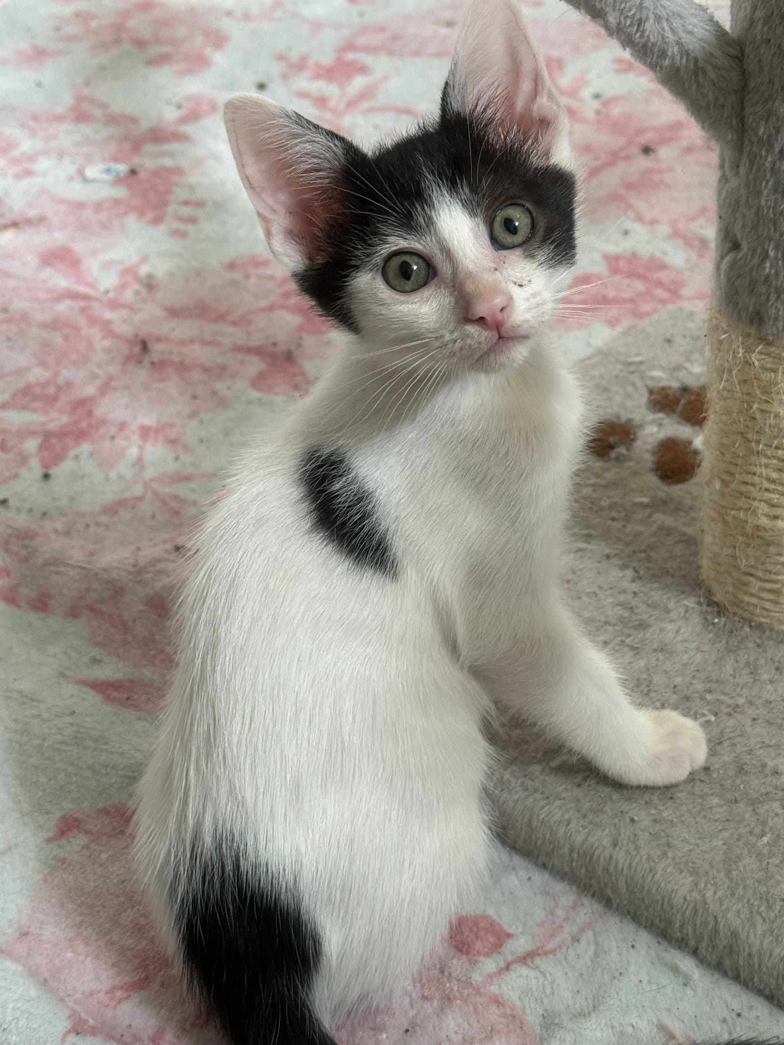 Chocolate Chip - Domestic Short Hair