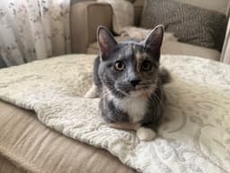 Muffin image 1