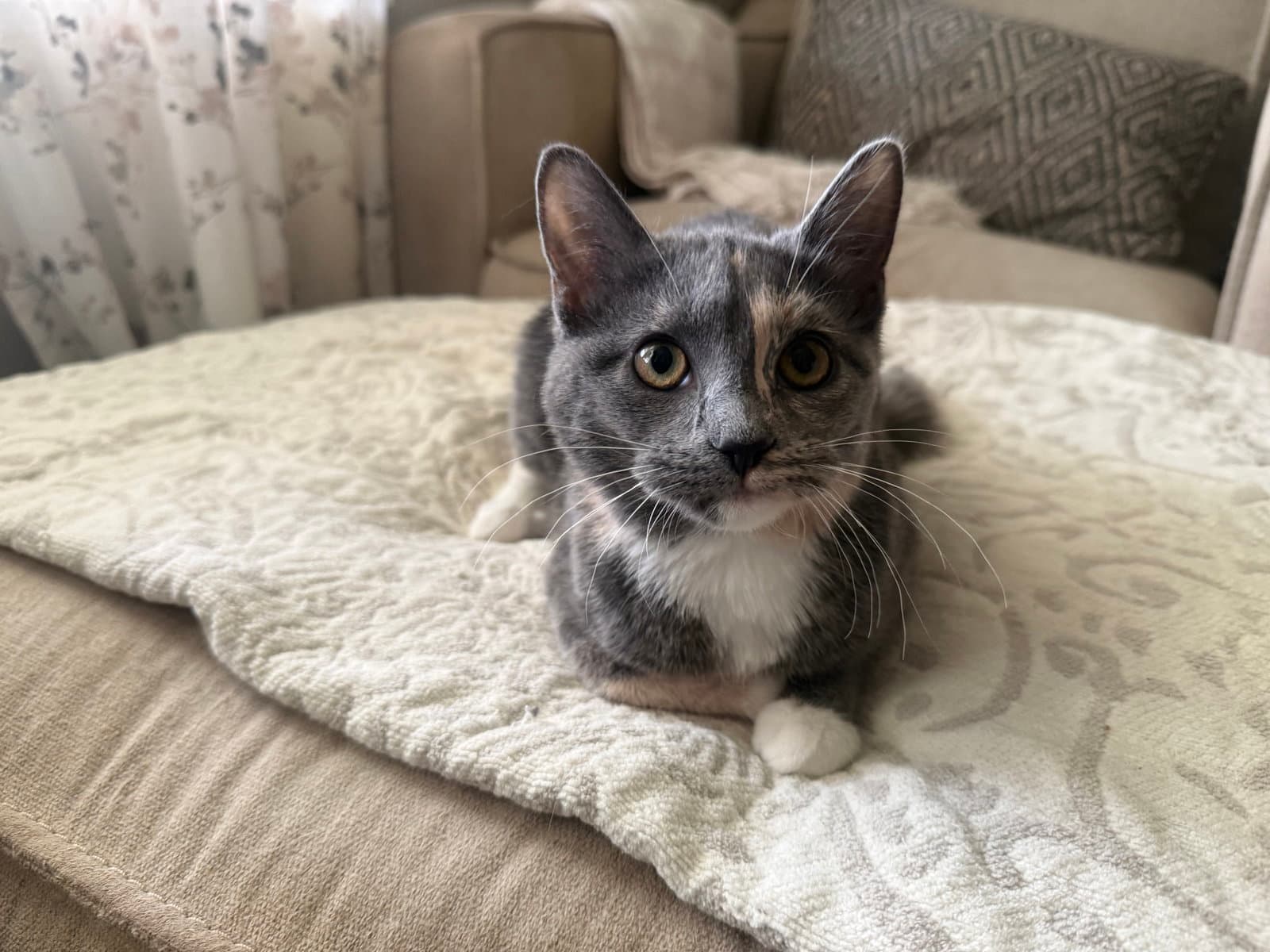 Muffin - Dilute Calico