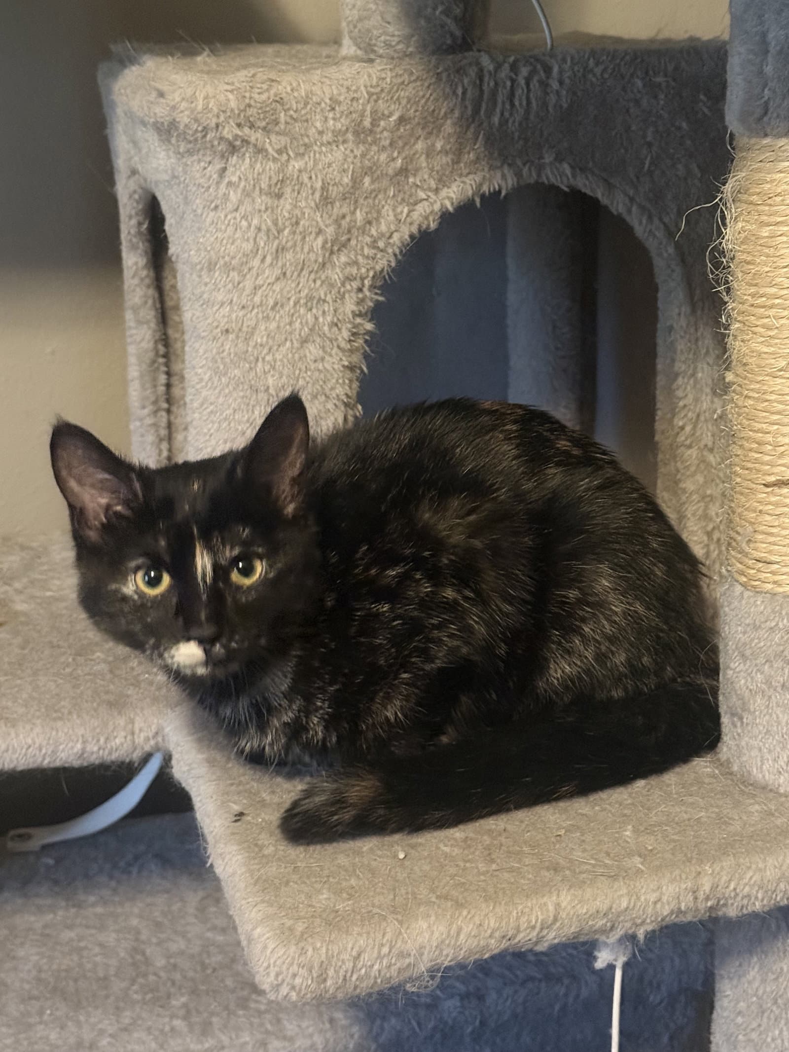Squeak - Tortoiseshell