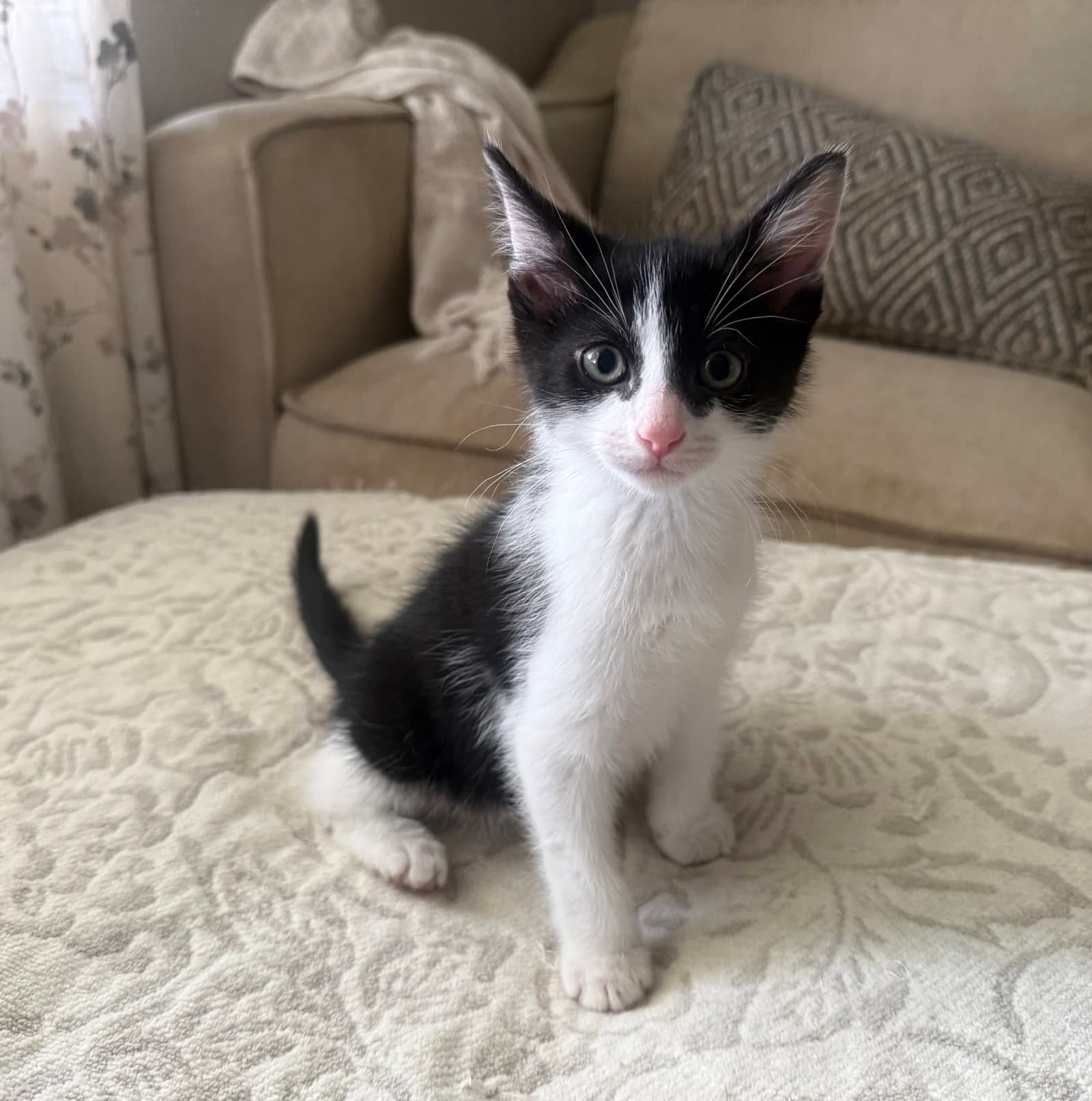 Bandit - Tuxedo