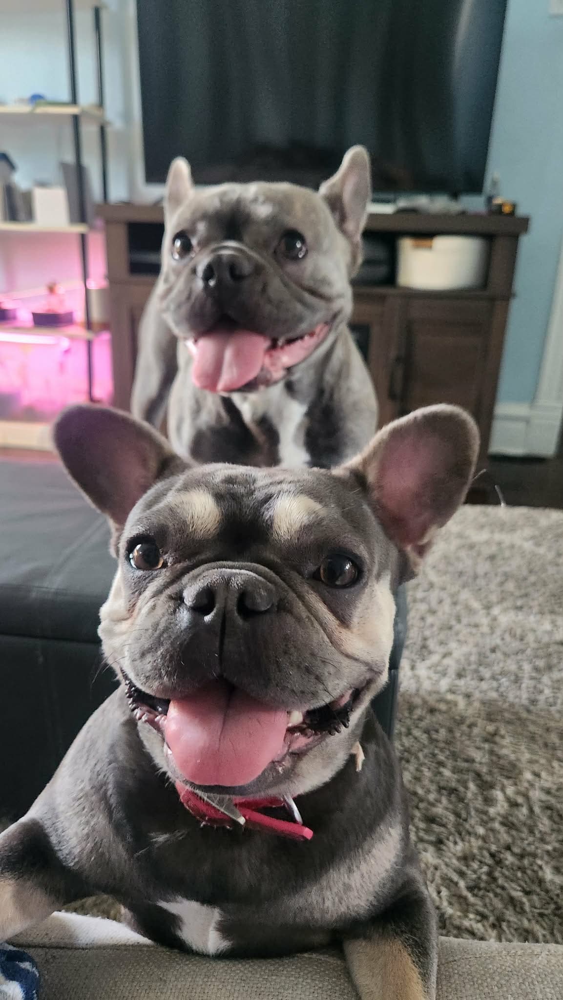 Piggy And Princess