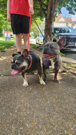 Piggy And Princess image 4