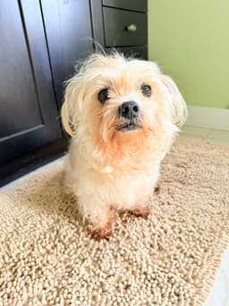 Teddy image 3