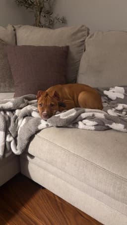 Joanne image 3