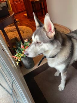 Koda image 2