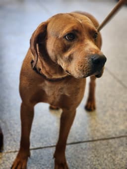 Tucker image 2