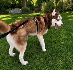 Apollo image 2