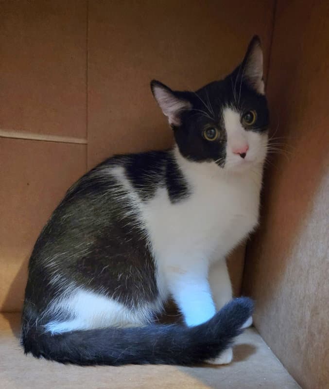Cinder - Turkish Van