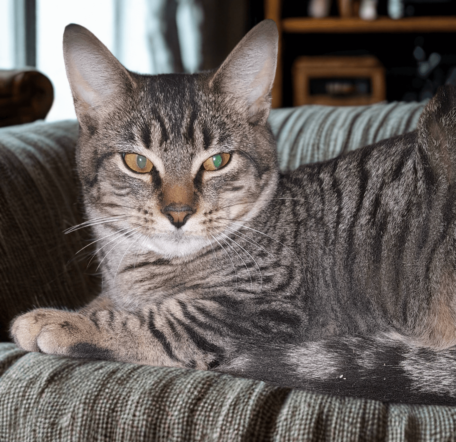Feathertail - American Shorthair