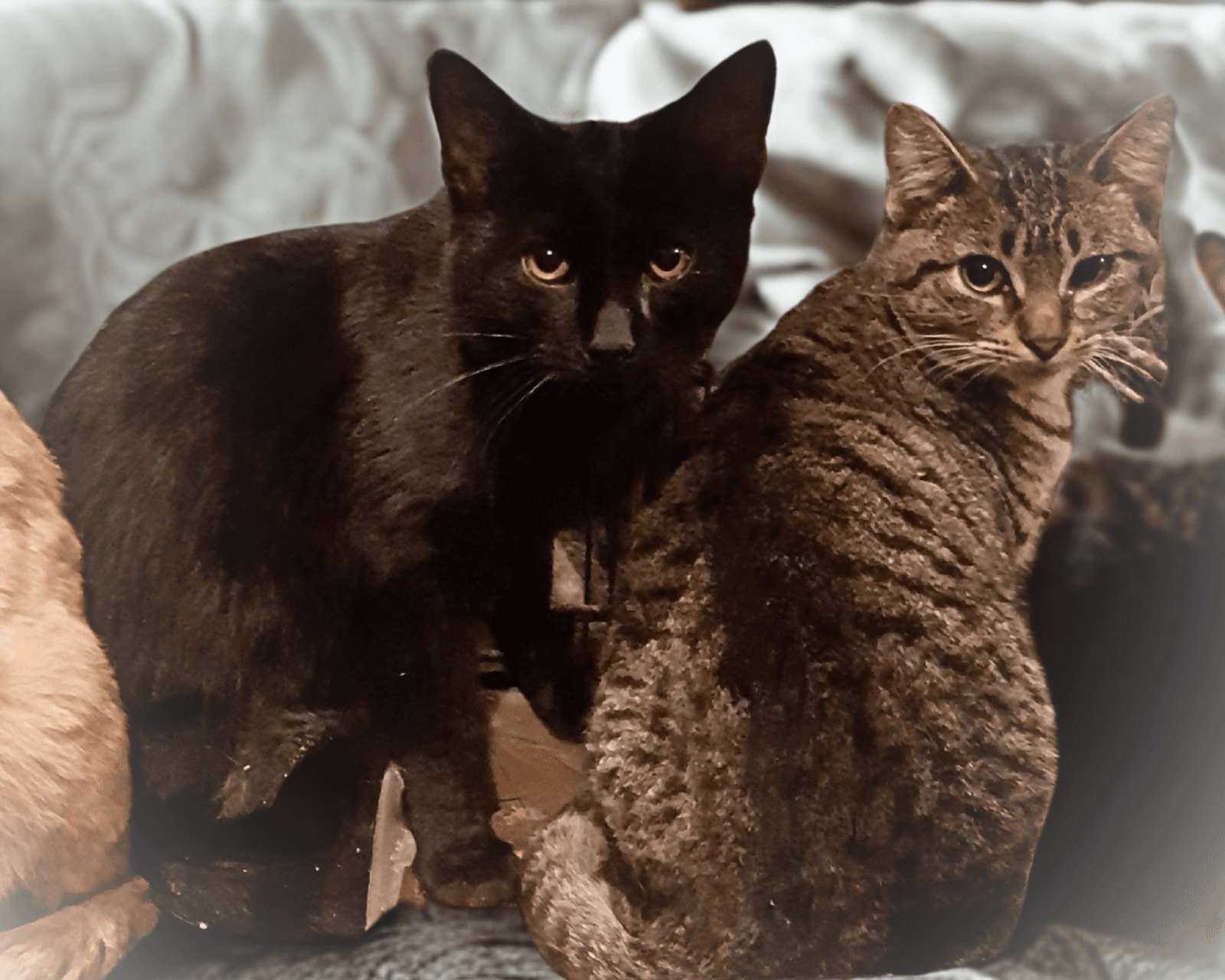 Crowfeather - American Shorthair