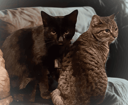 Crowfeather image 2