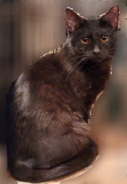 Crowfeather image 3