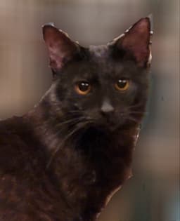 Crowfeather image 4