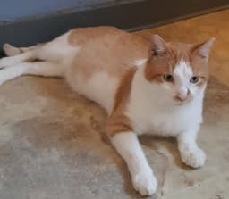 Buttercup image 1