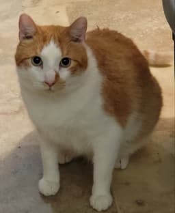 Buttercup image 2