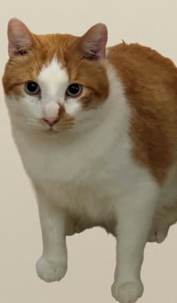 Buttercup image 3