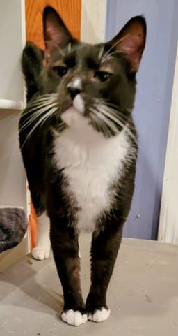 Buddy Boy image 1