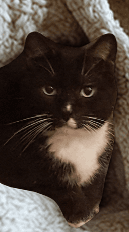 Buddy Boy image 3