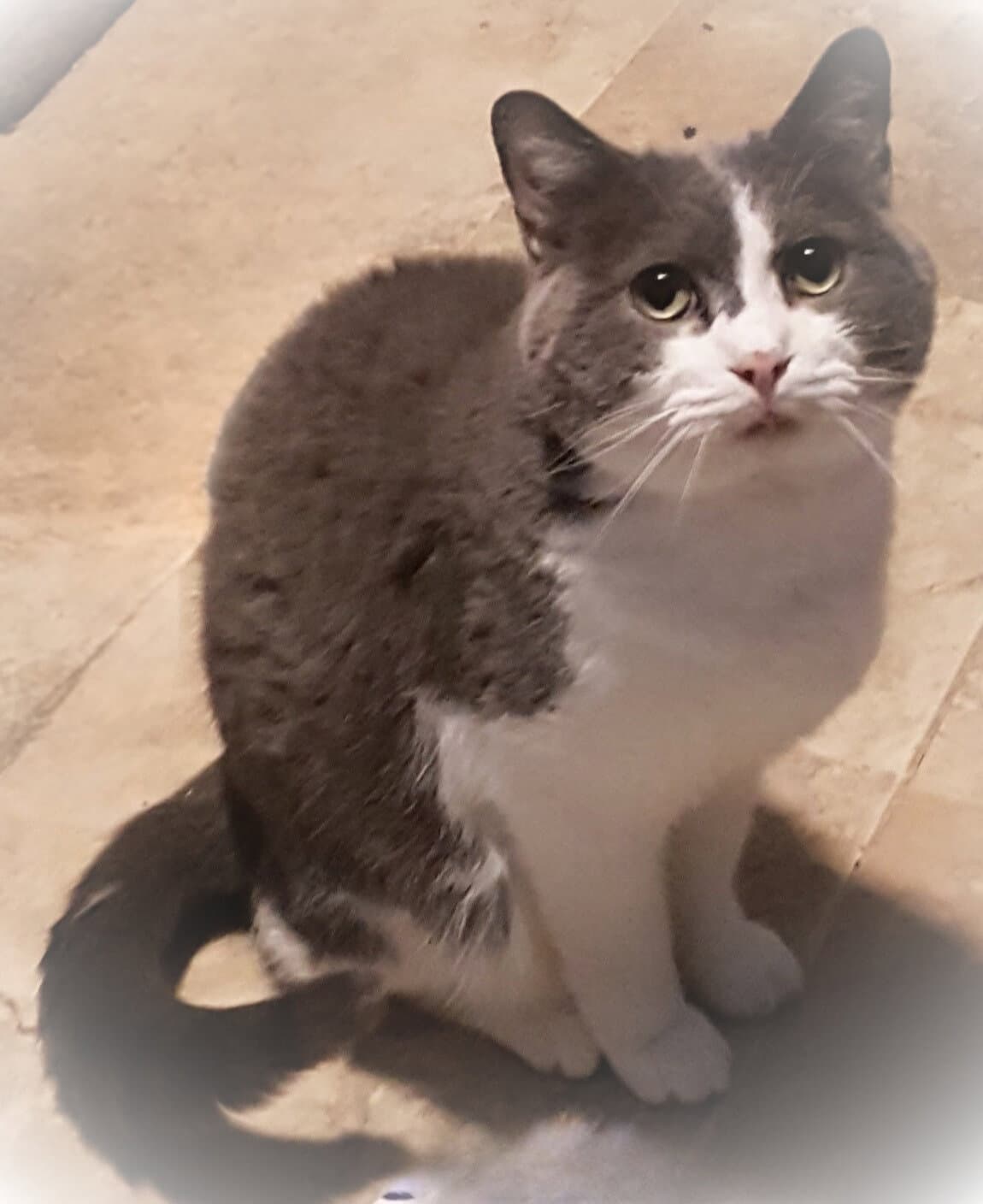 Ethan - Russian Blue