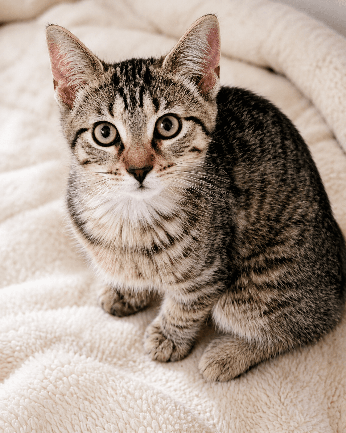 Clyde - Abyssinian