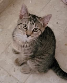 Clyde image 3
