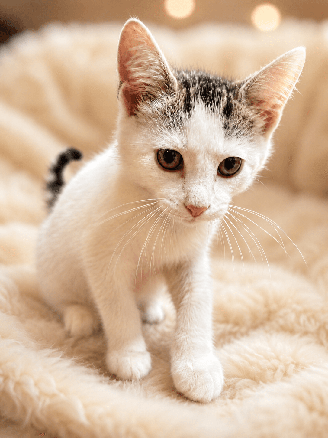 Diamond Edgar - Oriental Short Hair