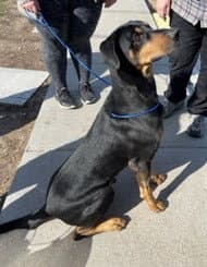 Aj - Doberman Pinscher