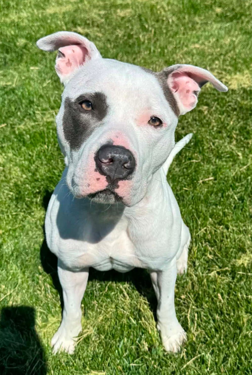 Dancer - Pit Bull Terrier