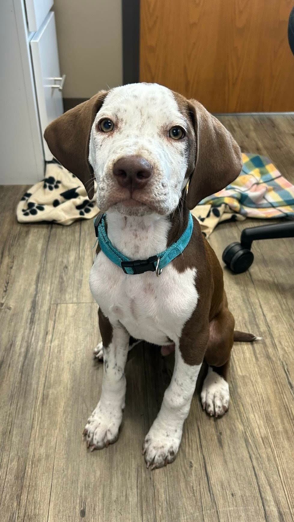 Todd - Coonhound