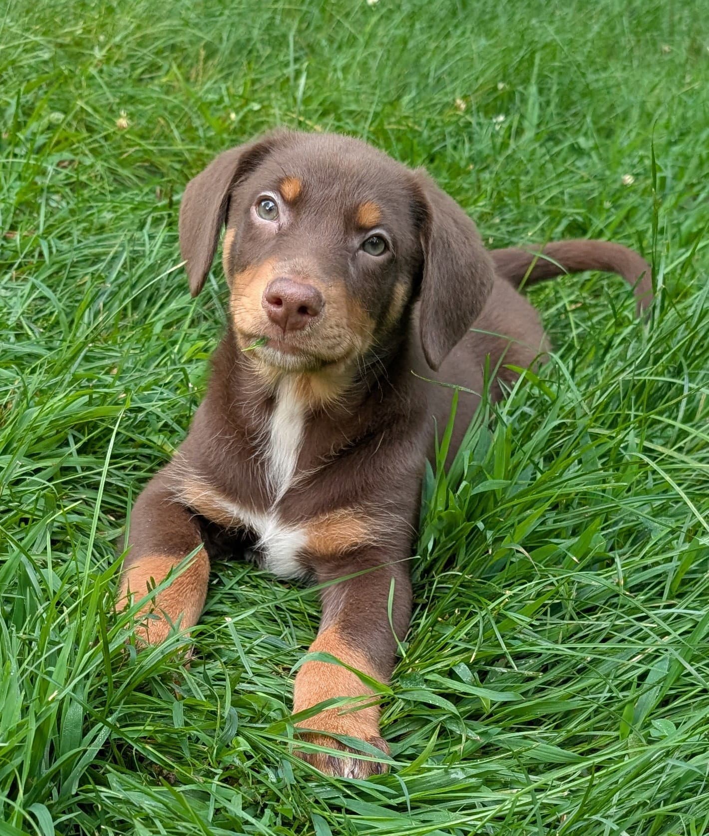 Biscotti - Dachshund